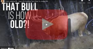 How Old Is That Bull Video Thumbnail