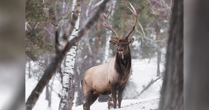 Elk vs. Mule Deer | Eastmans TagHub