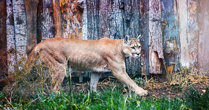 Group trying to get mountain lion hunting ban on Colorado's ballot