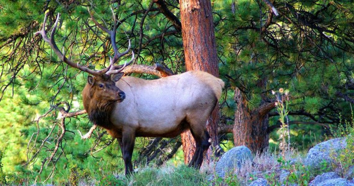 2023 Arizona Elk Application Strategy