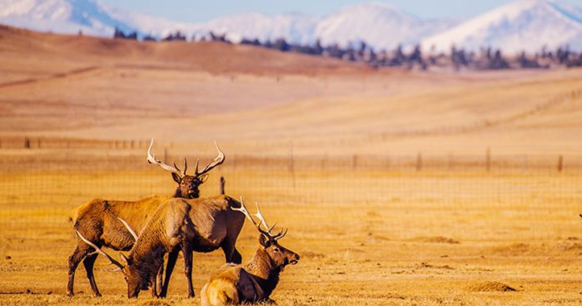 Photo Credit: Colorado Mountain Elks by Duallogic
